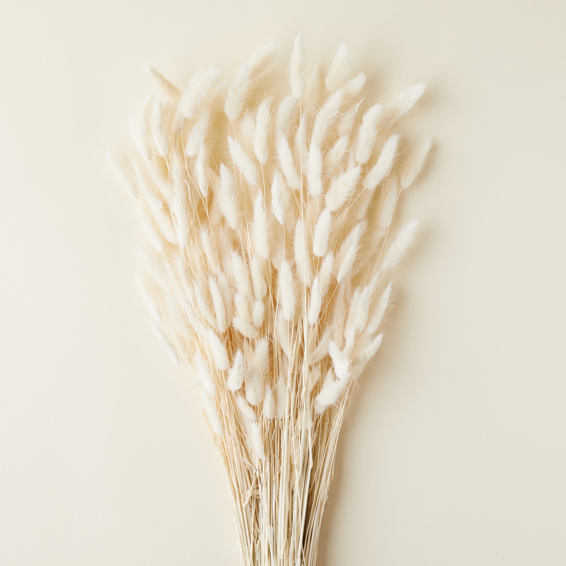 A bundle of 20 bunny tail stems with soft white fur.