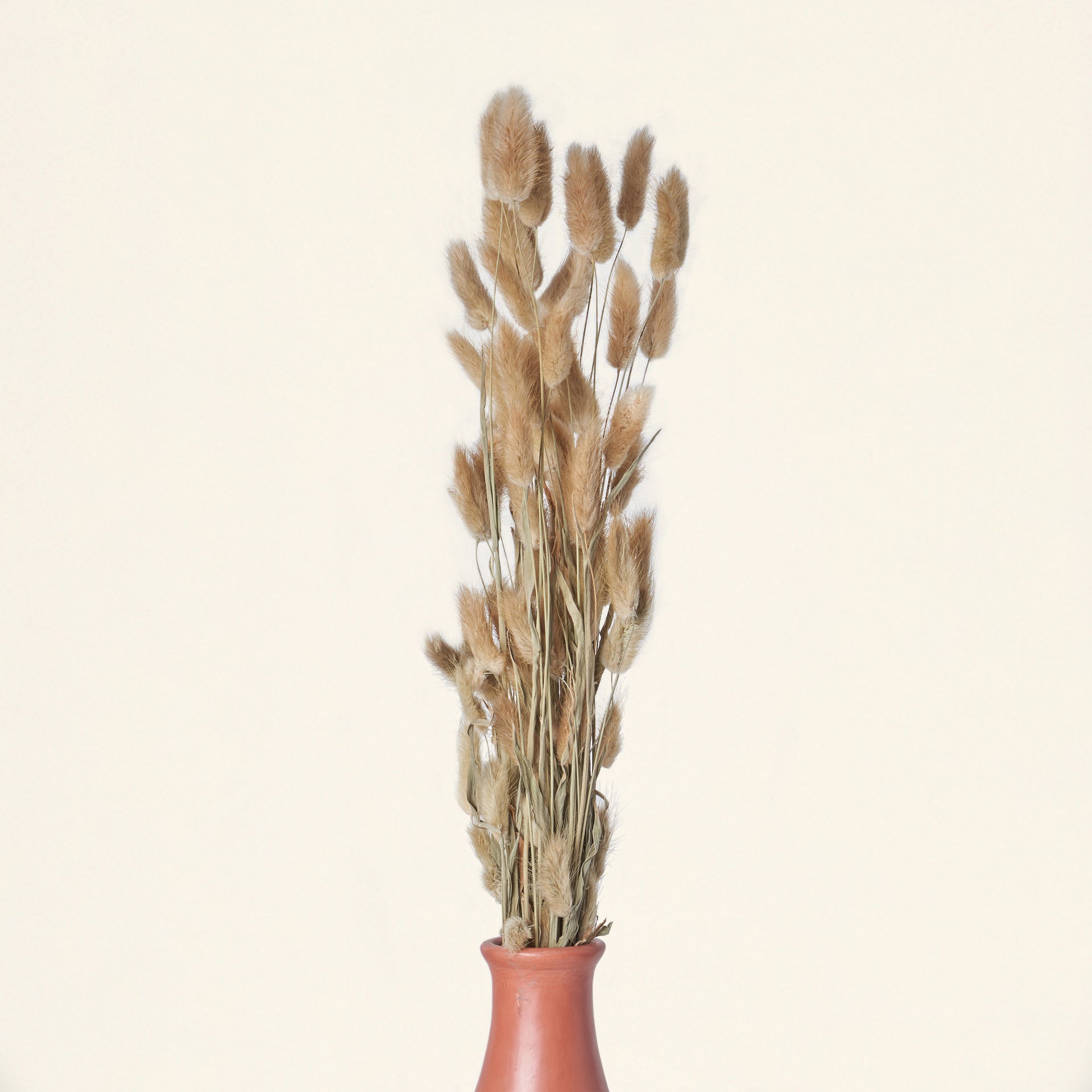 A bundle of dried bunny tail grass styled in a vase on a table.