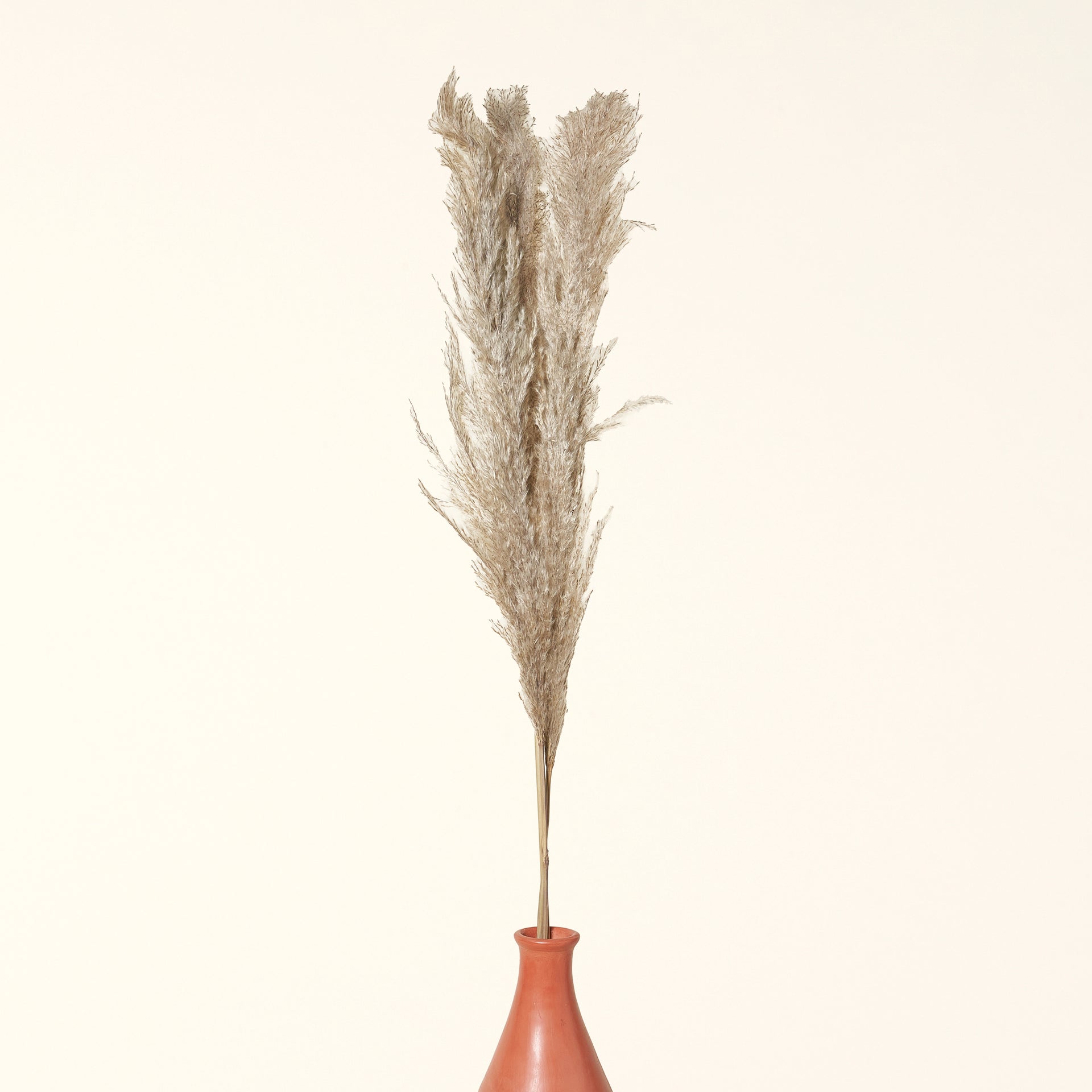 Dried Natural Pampas Grass Bunch