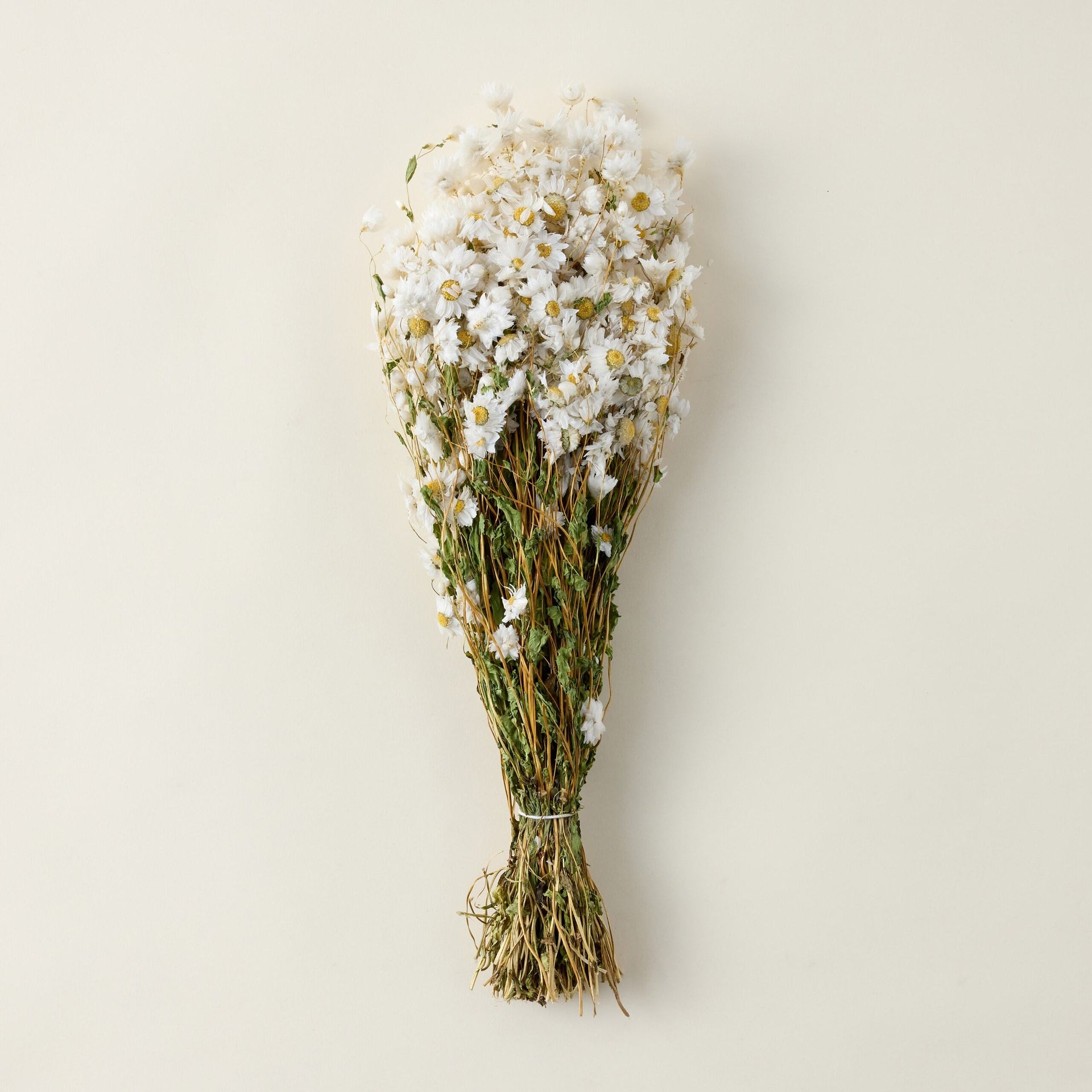 Dried White Rhodanthe Daisy