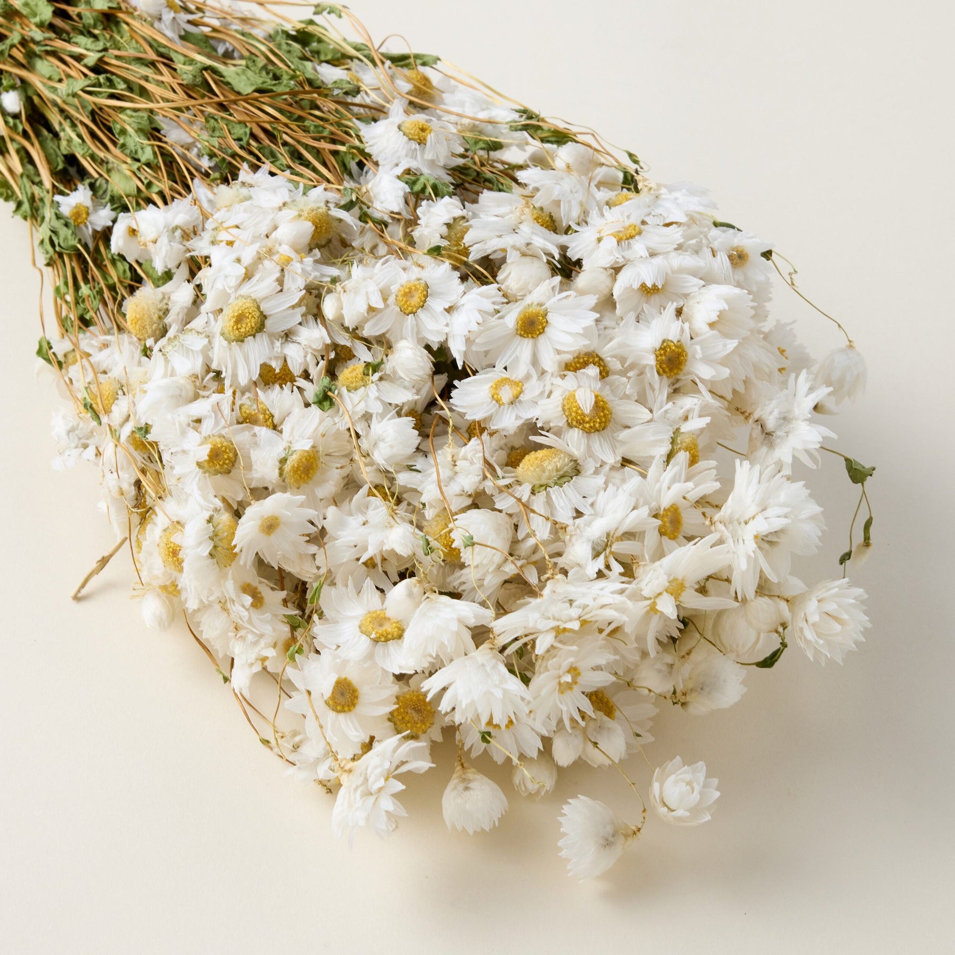 Dried White Rhodanthe Daisy