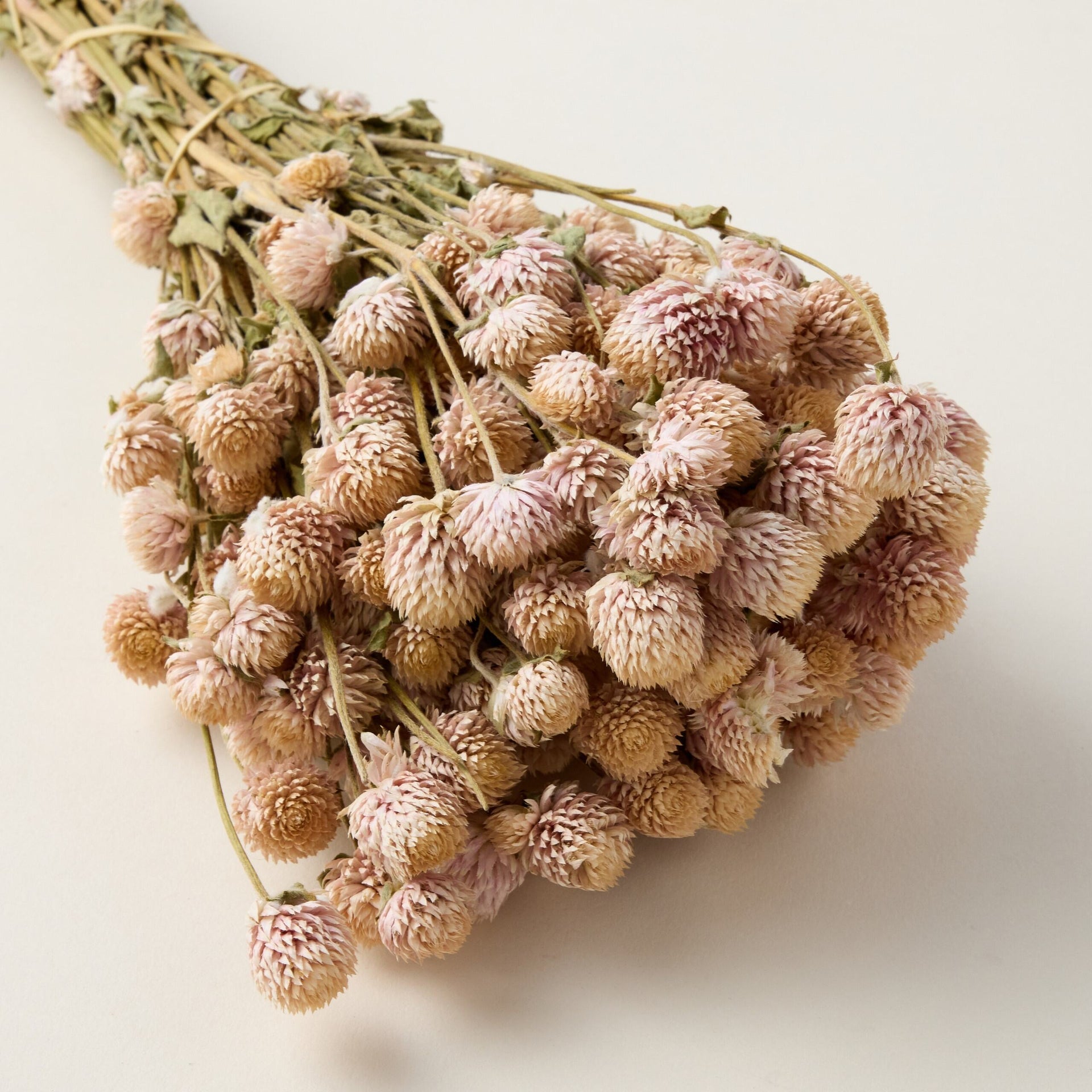 Dried Blush Globe Amaranth