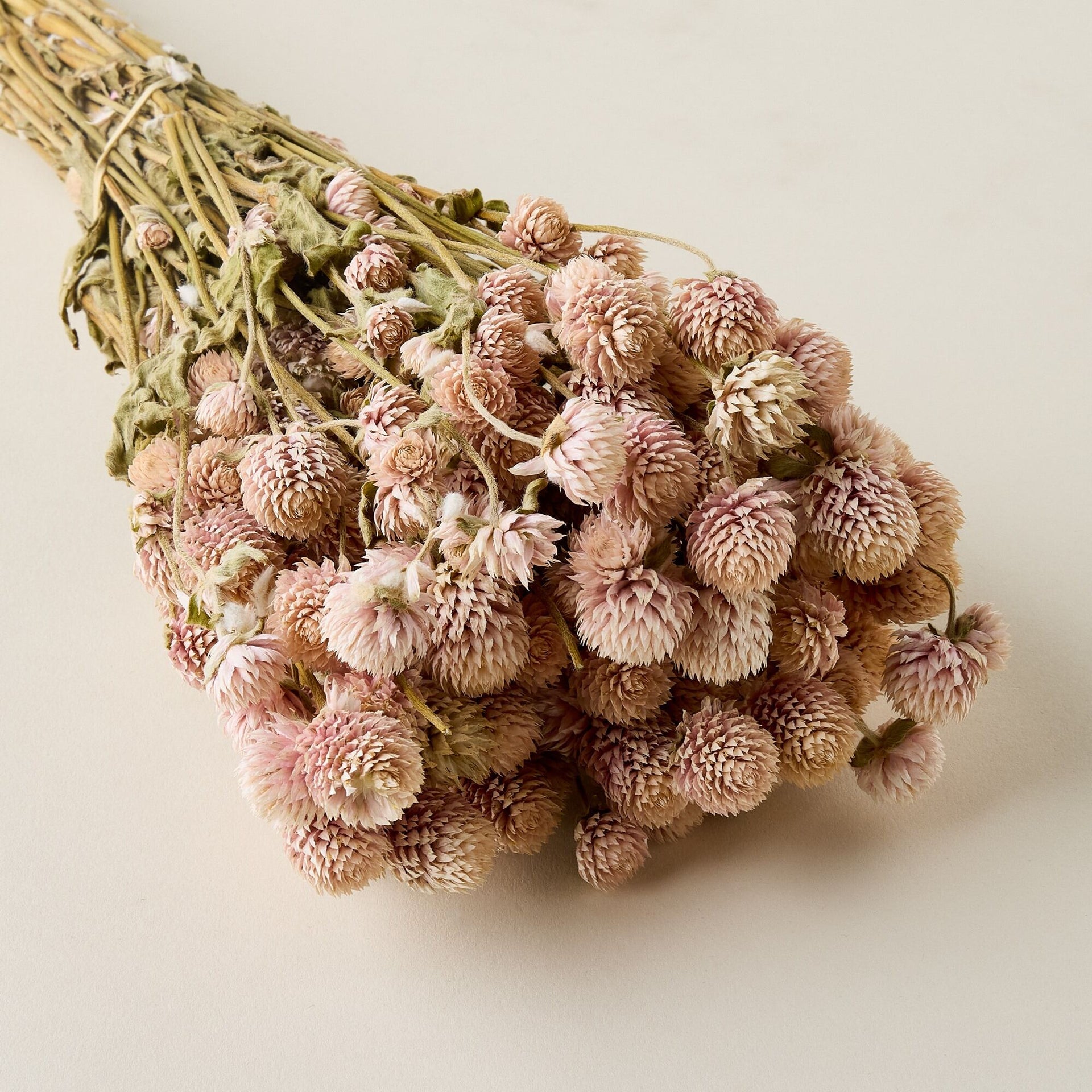 Dried Blush Globe Amaranth