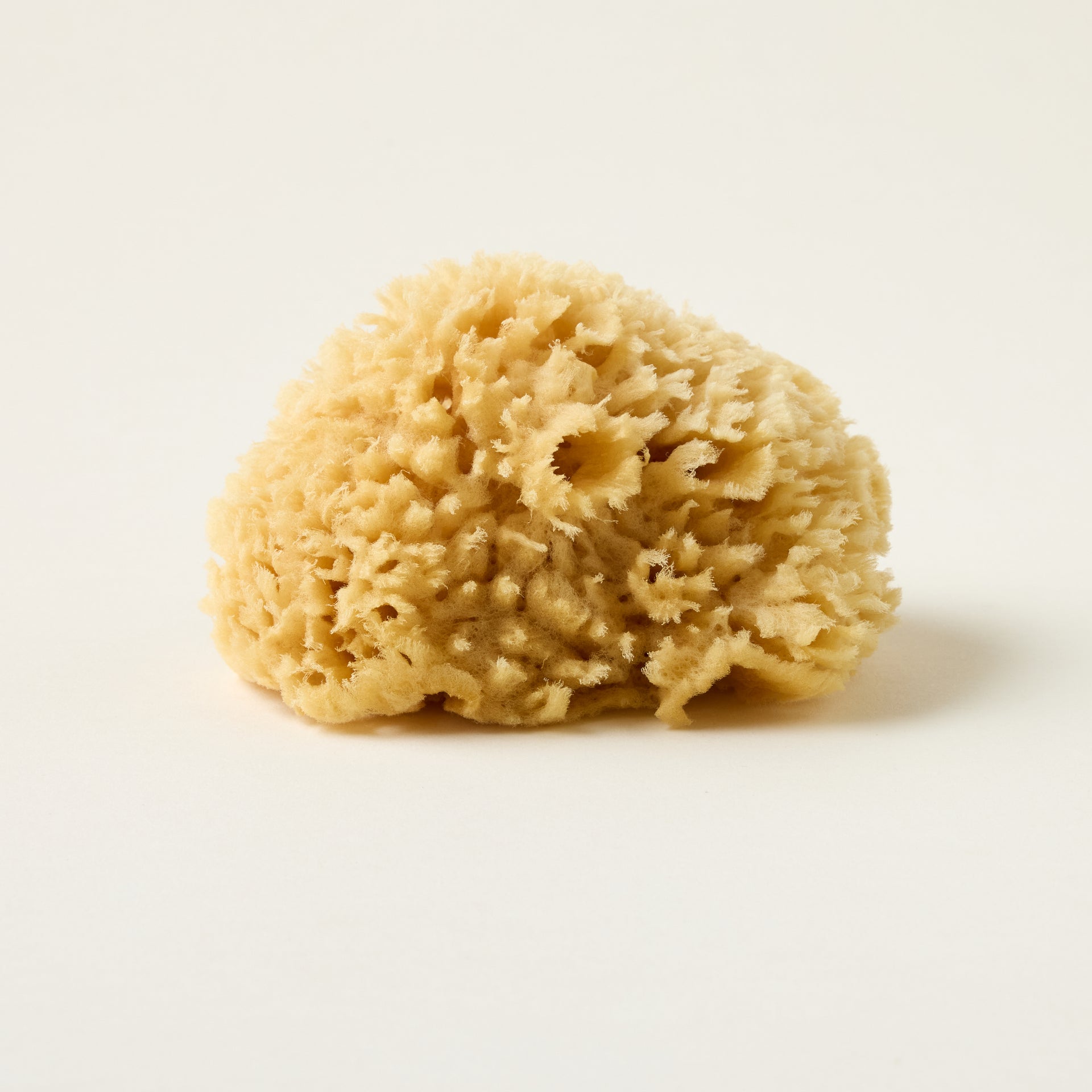 Bath Sea Sponge