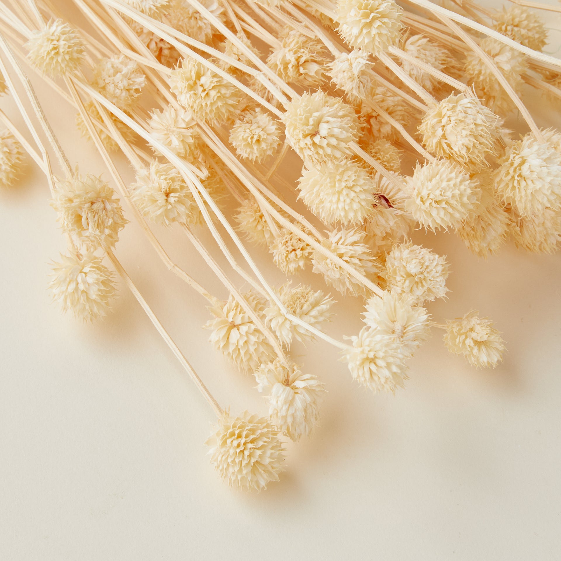 Dried Eryngium