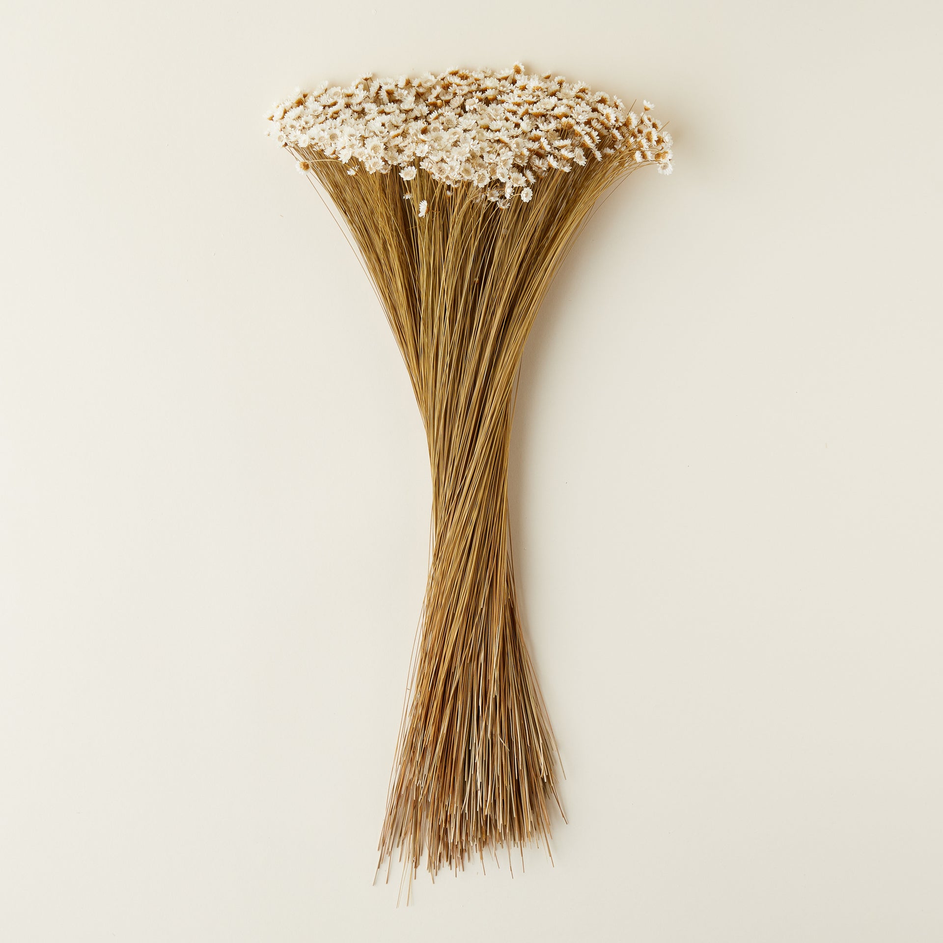 Dried Star Flowers