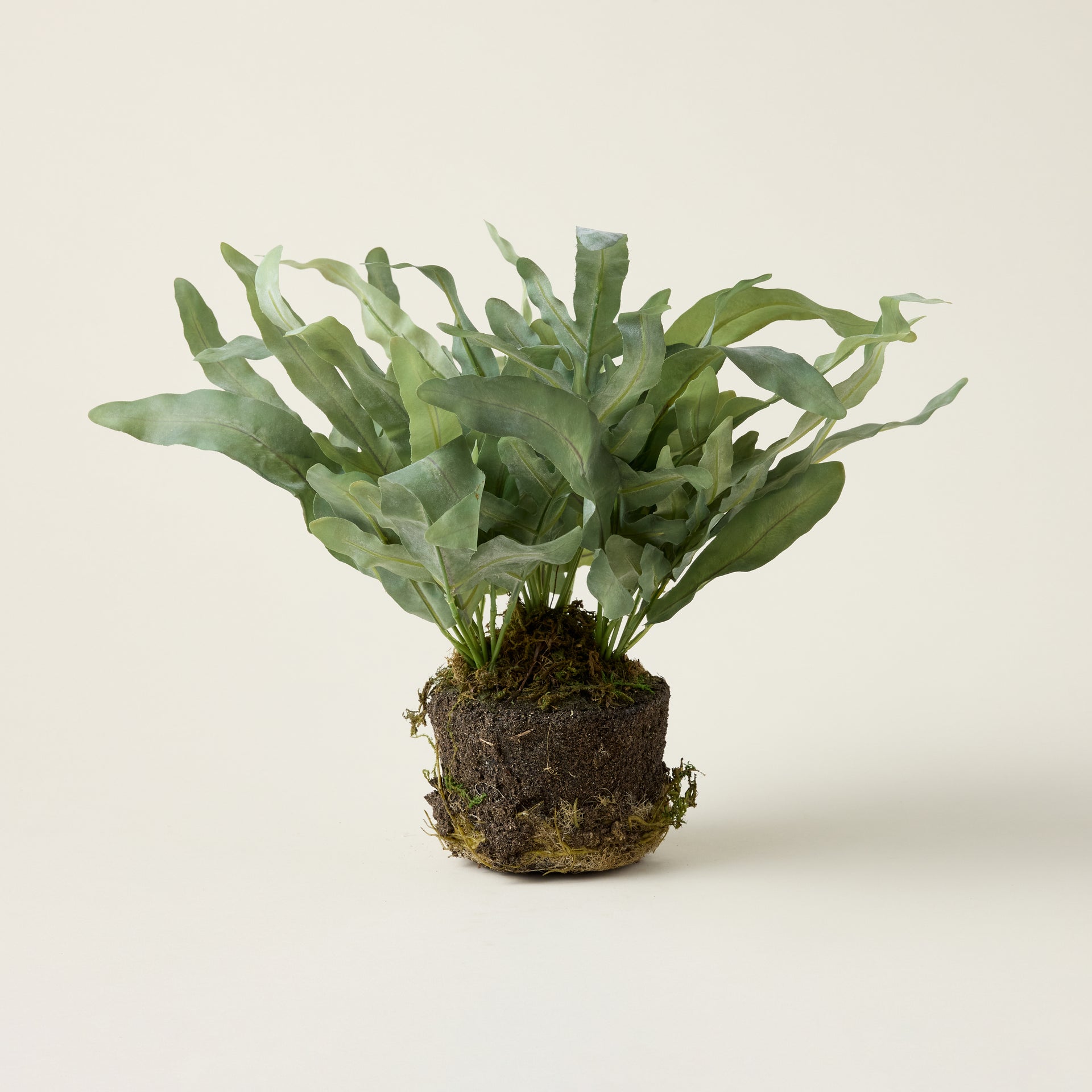 Echeveria Fern Drop-in