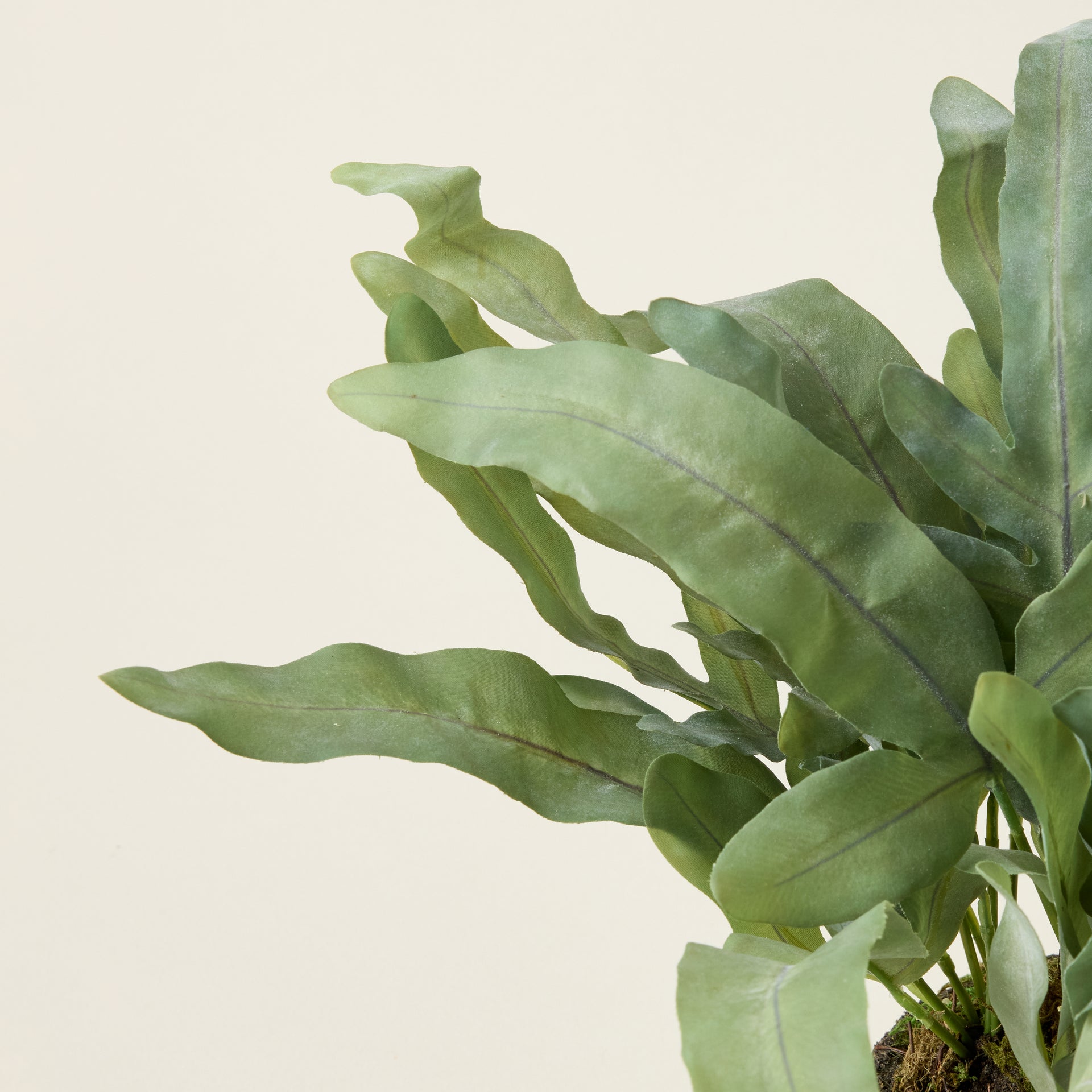 Echeveria Fern Drop-in