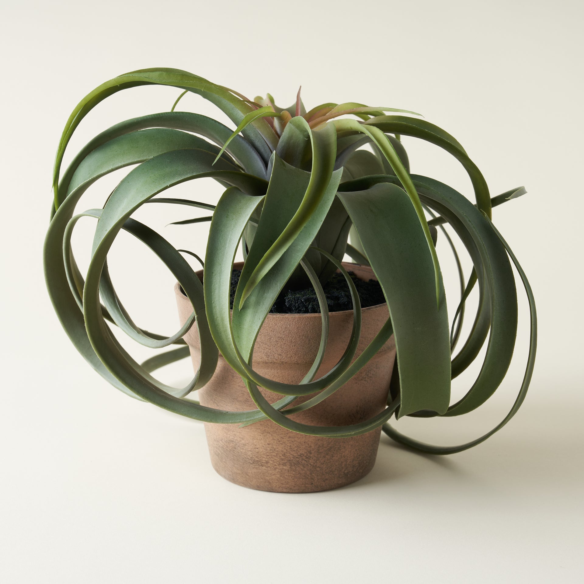 Faux Air Plant in Terracotta Pot