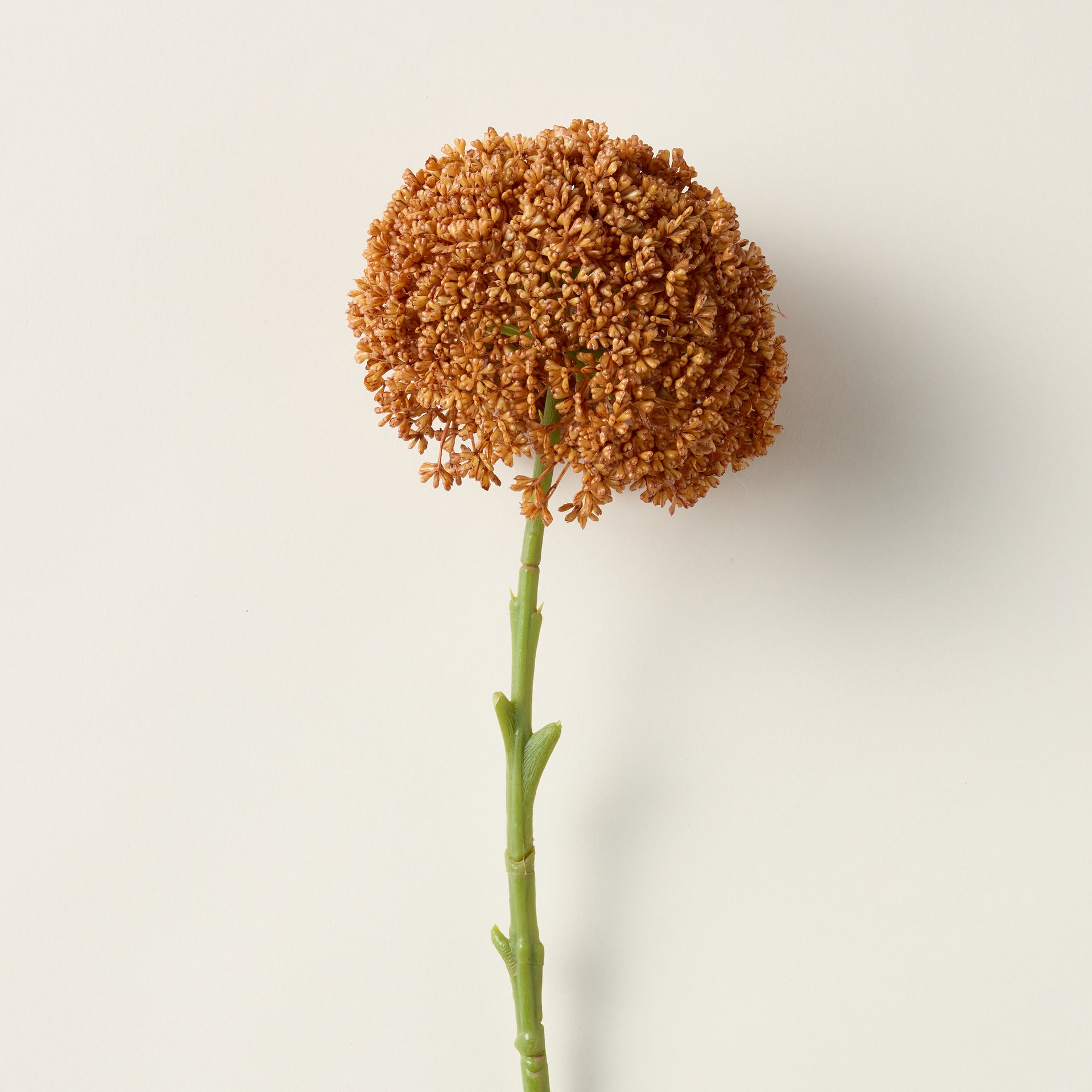 Faux allium stem with a sculptural bulbous silhouette and a rich umber hue.