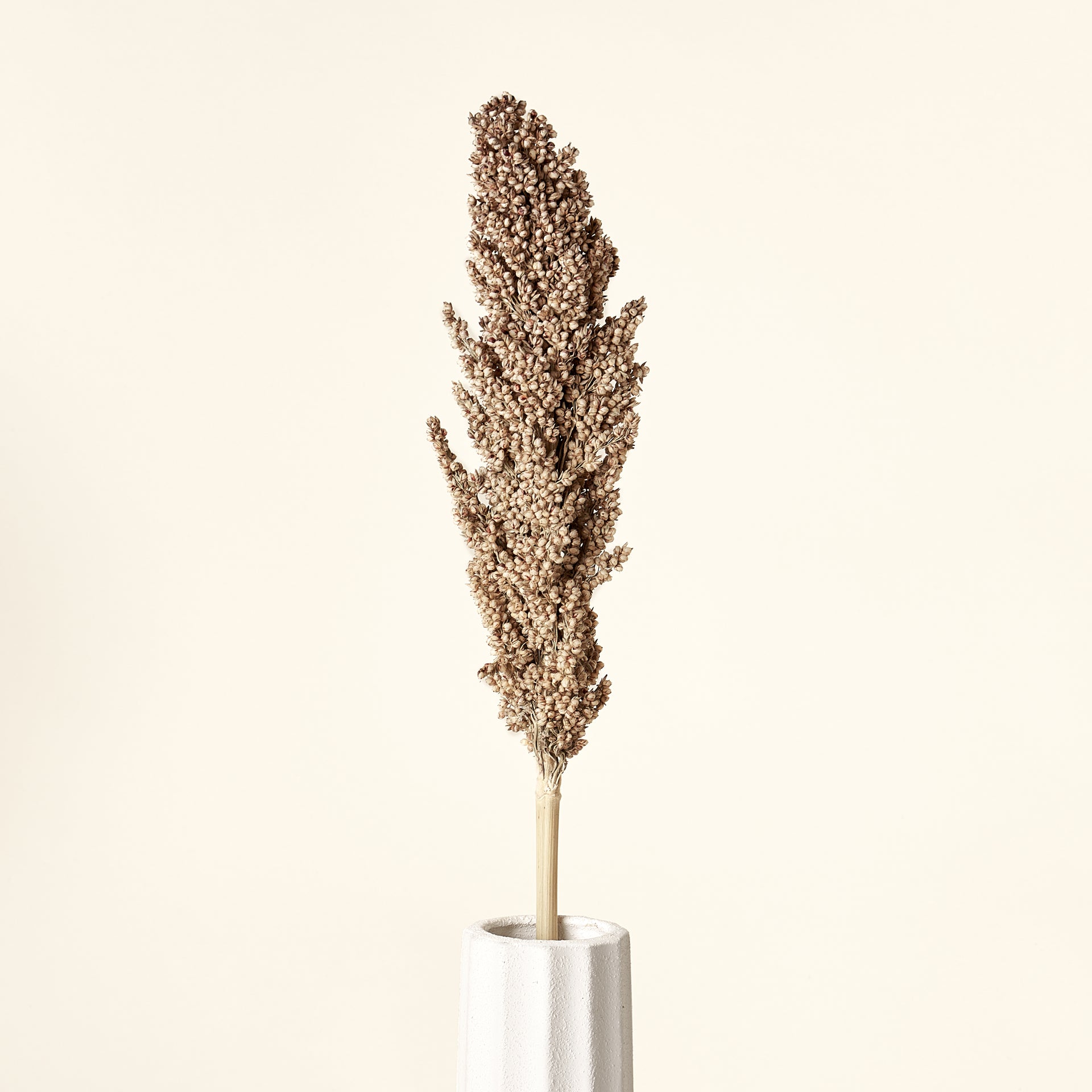 Faux Sorghum Dried Stem