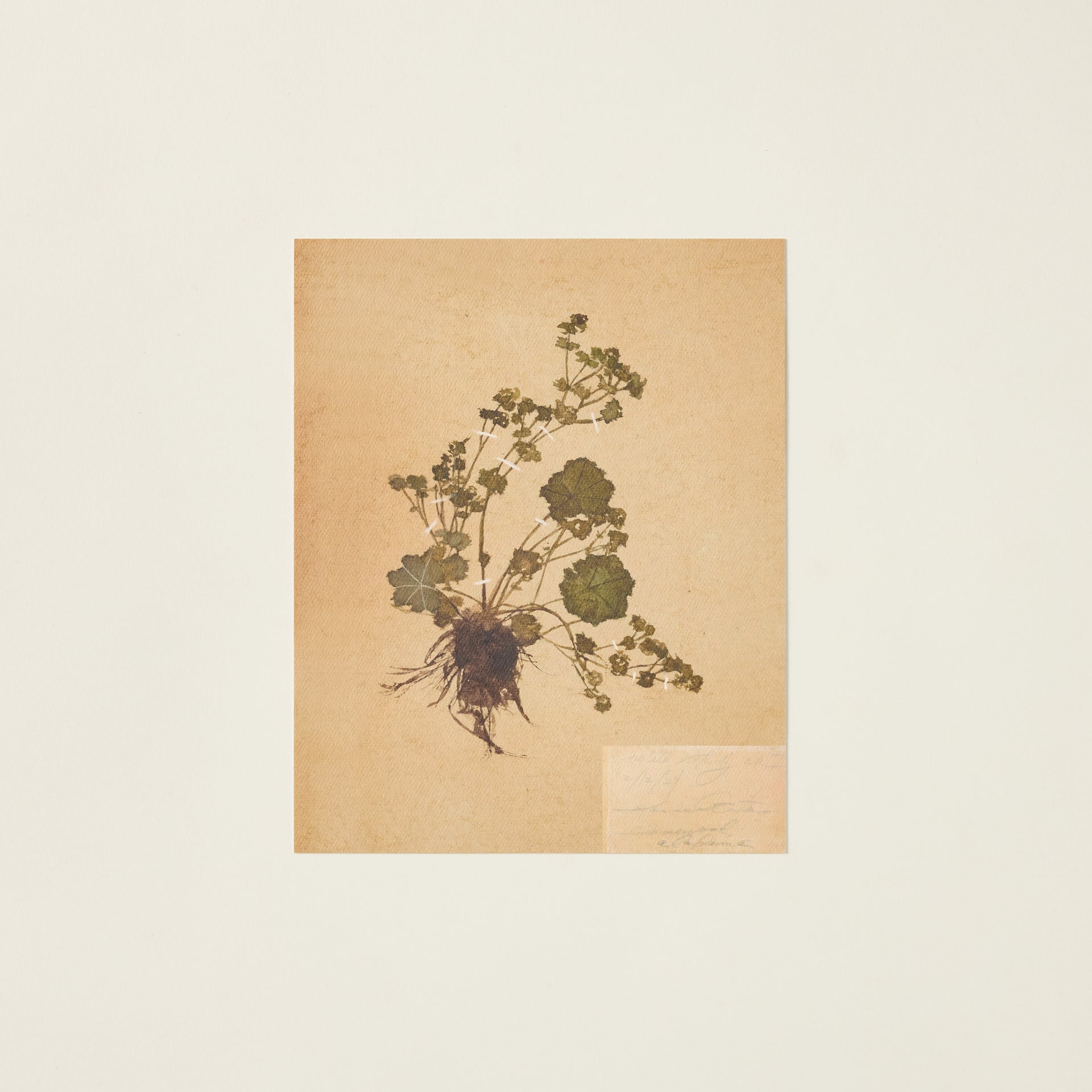 Vintage-inspired "Petite Study No. I" giclée print on textured paper with an authentic aged feel.
