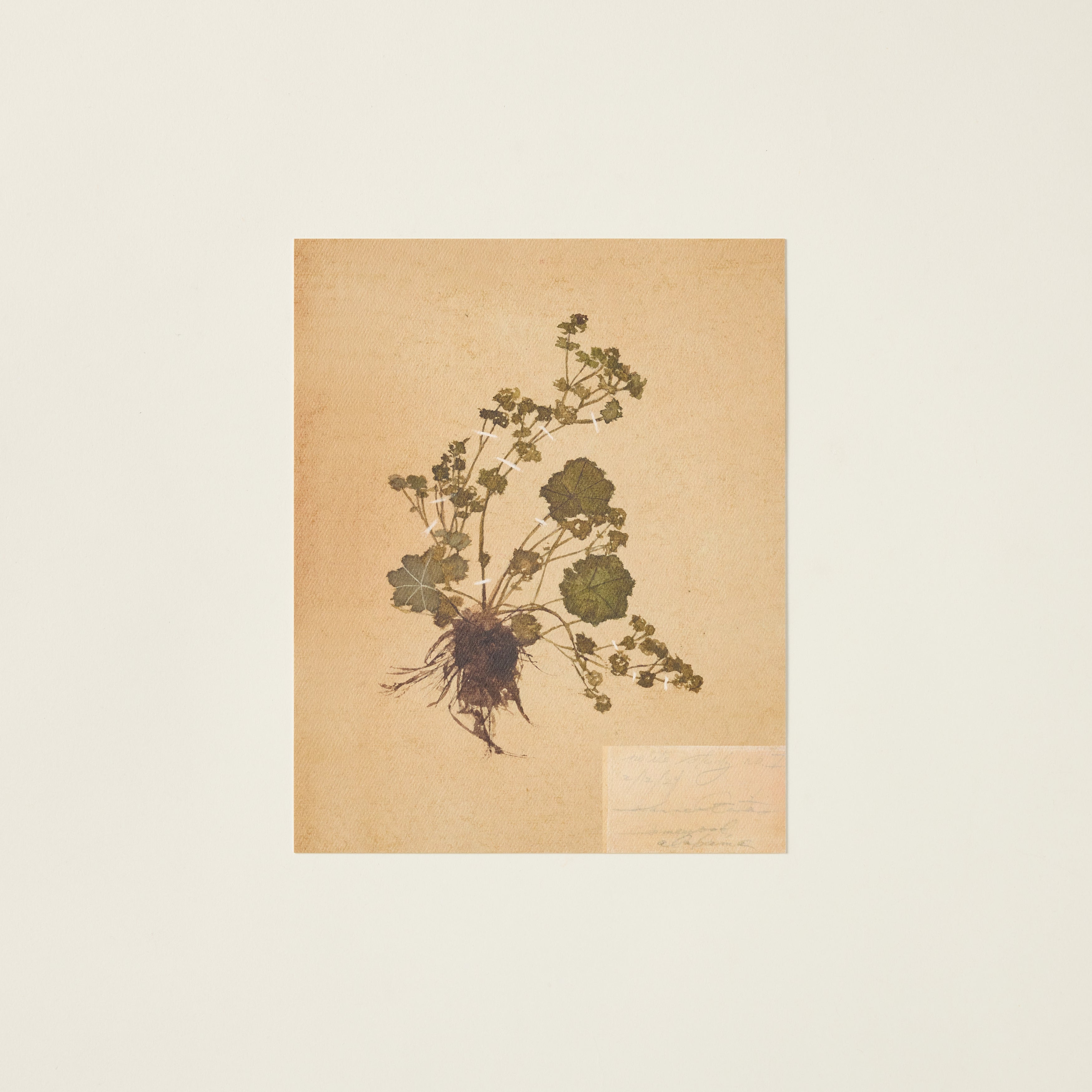 Vintage-inspired "Petite Study No. I" giclée print on textured paper with an authentic aged feel.