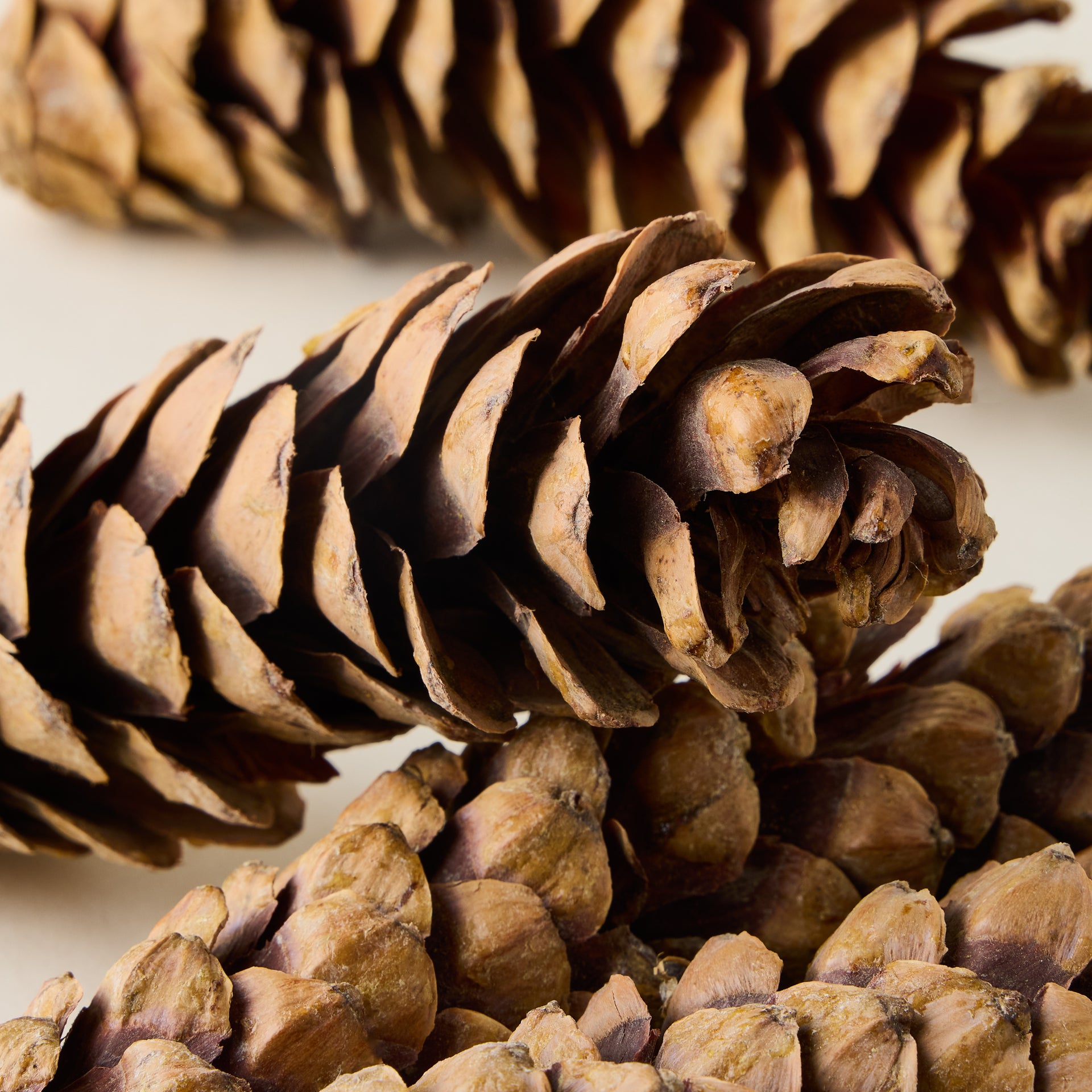 Dried Natural Pinecones