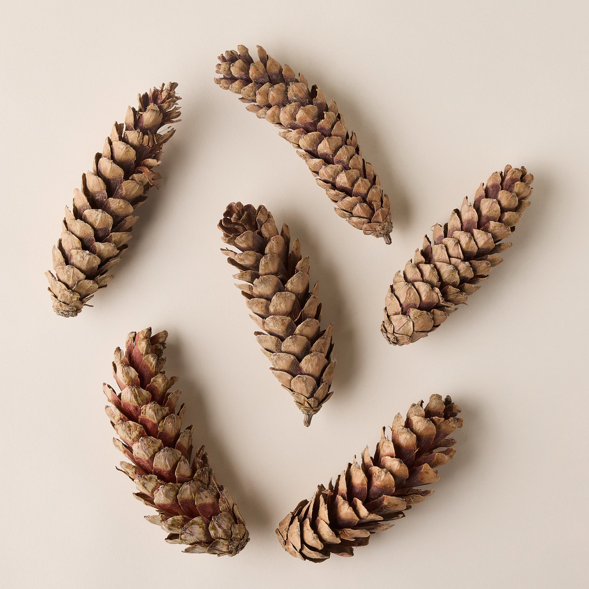 Dried Natural Pinecones