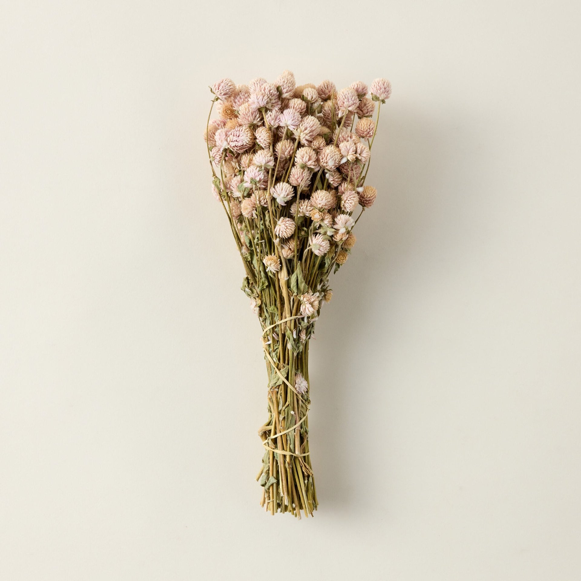 Dried Blush Globe Amaranth