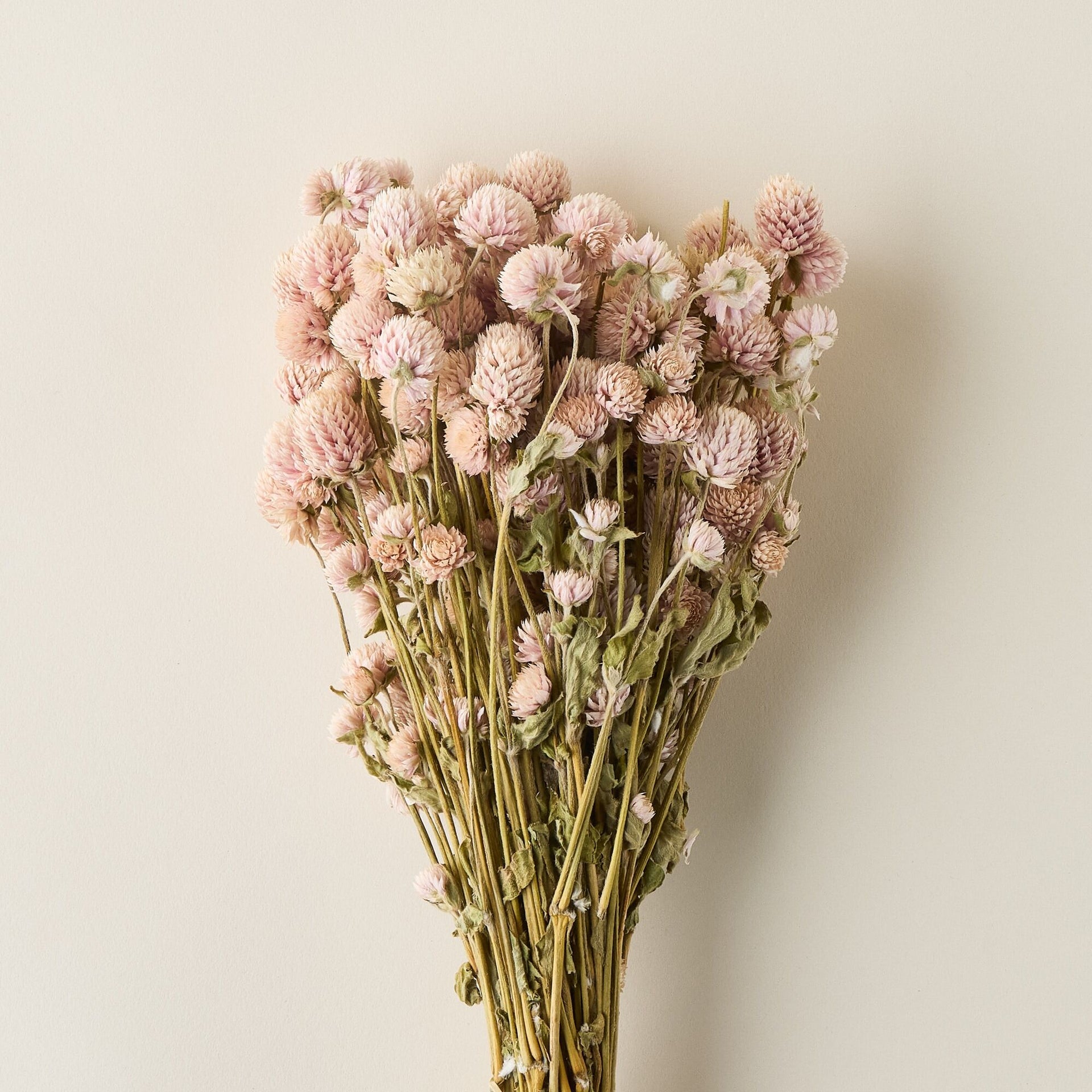 Dried Blush Globe Amaranth