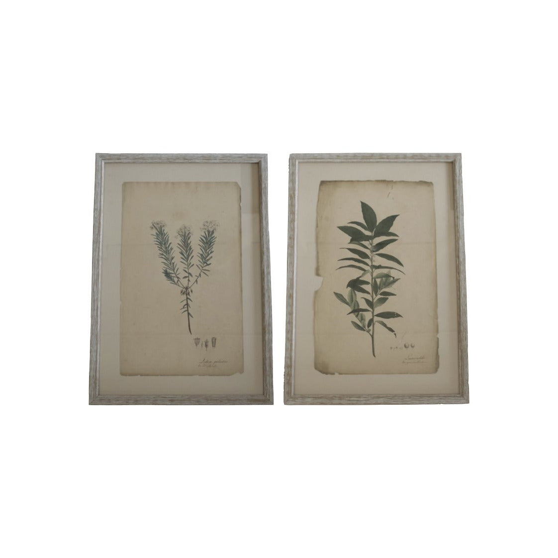 Wood Framed Plant Print 16"x24"