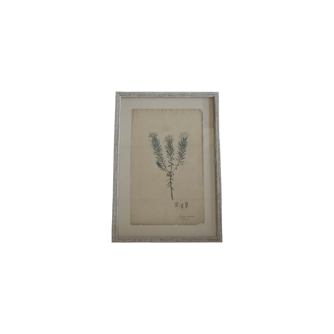 Wood Framed Plant Print 16"x24"