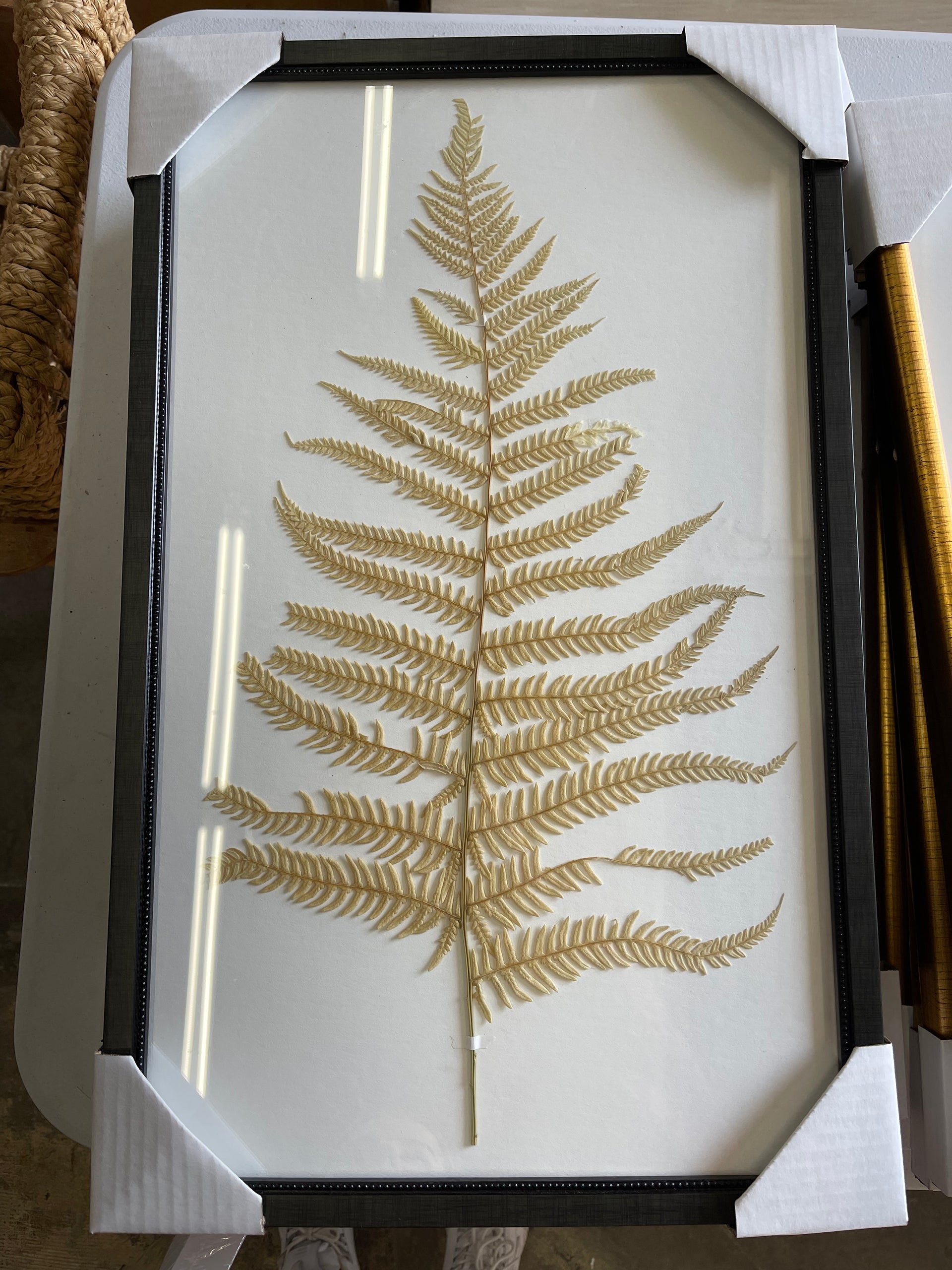 Framed Dried Fern