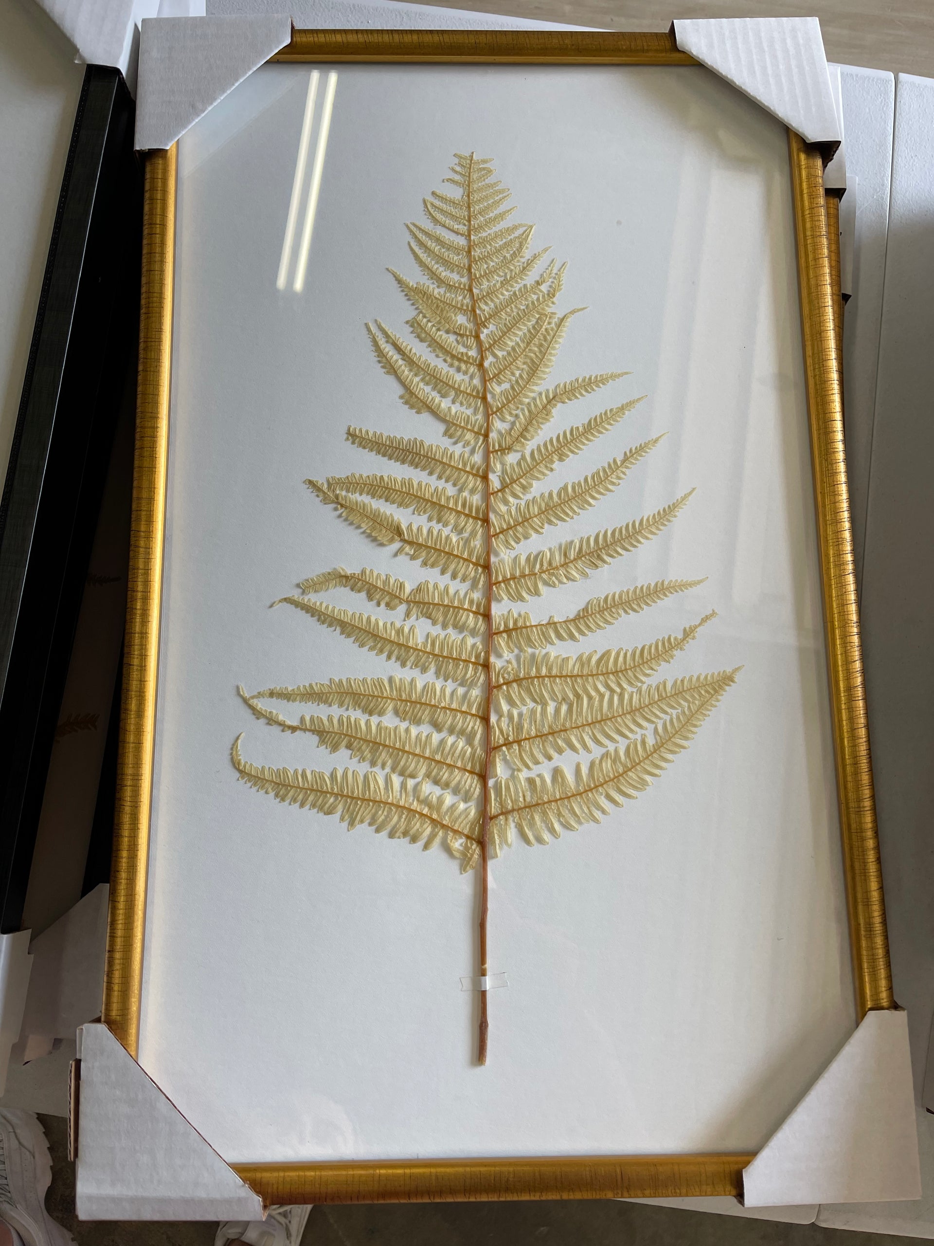 Framed Dried Fern