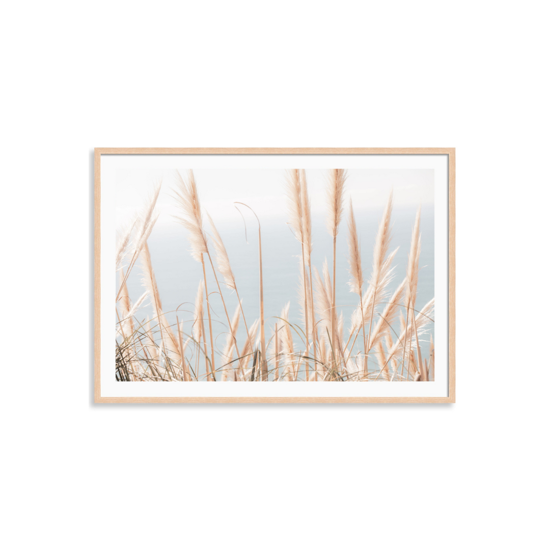 Pacific Pampas Grass