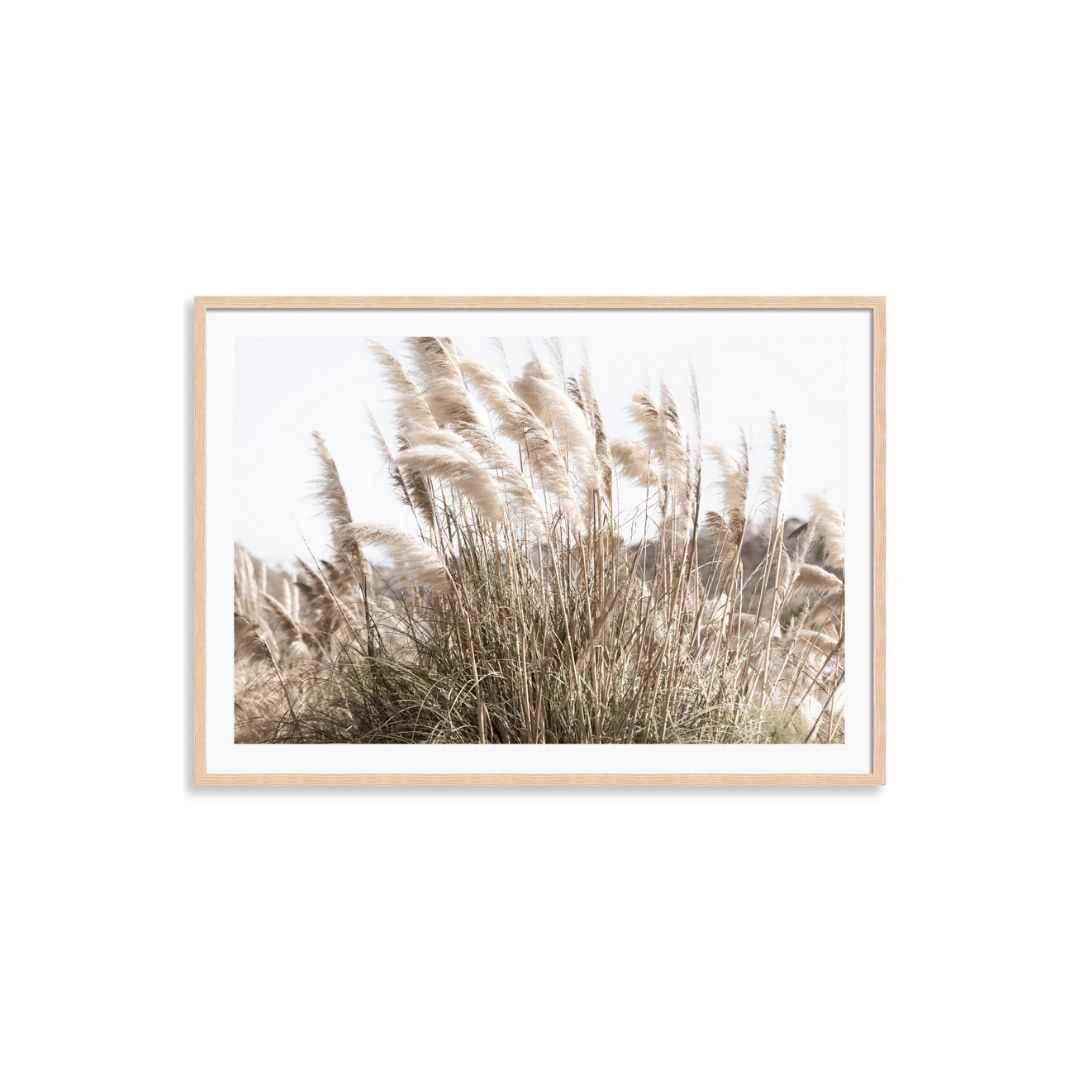 Wild Pampas Grass