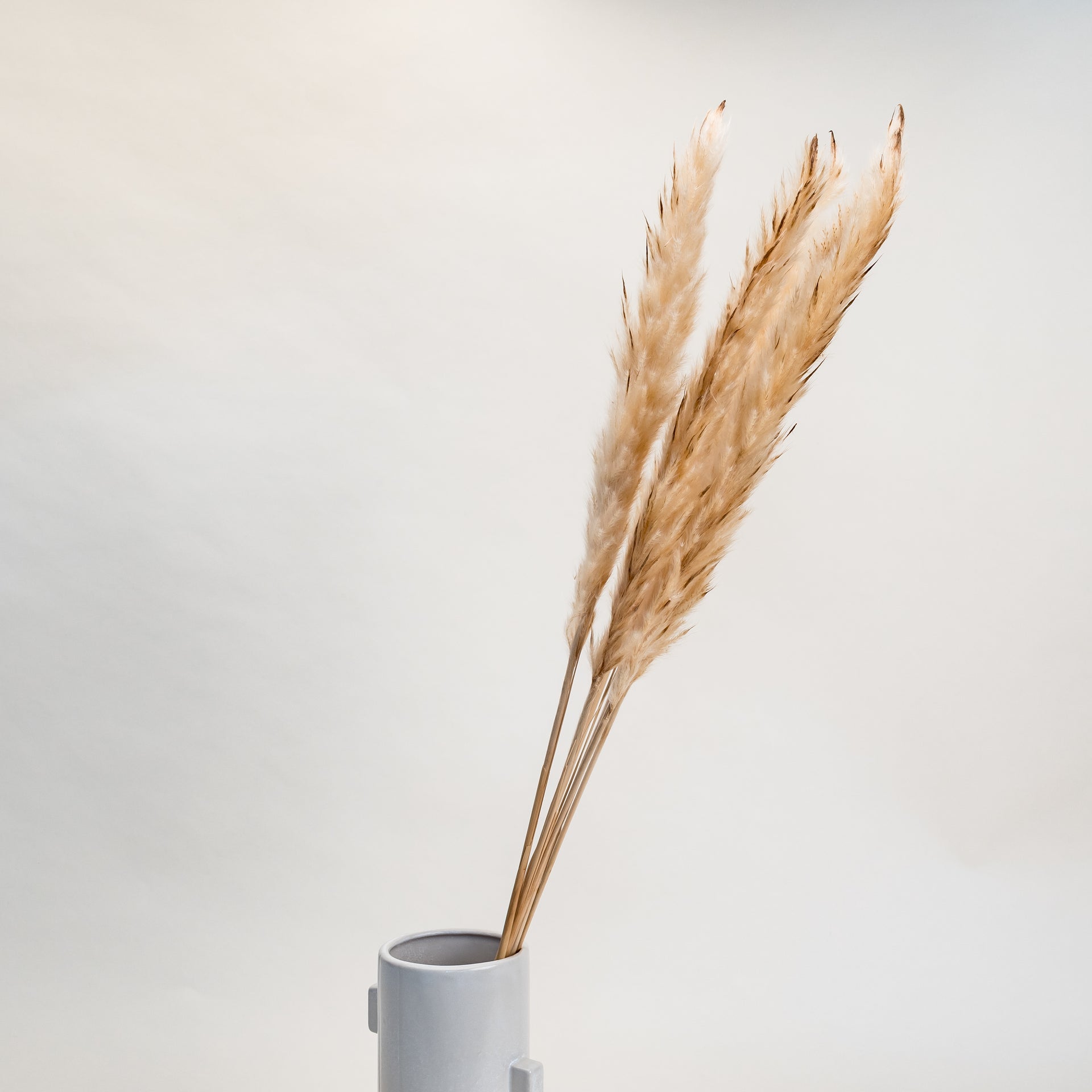 Tan Pampas Grass Bunch